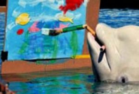 Balinalar rəssamlıq edir