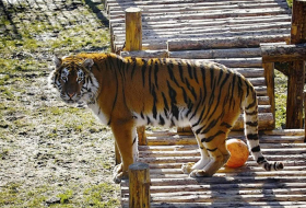  Krımda 200-dən çox heyvan olan zoopark yandı -  VİDEO  