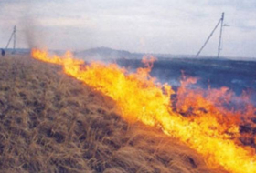 Goranboyda 200 hektar taxıl sahəsi yanıb