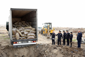 Sumqayıtda 26 ton yararsız kartof məhv edilib