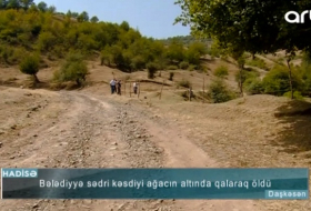 Bələdiyyə sədri kəsdiyi ağacın altında qalaraq öldü - Video
